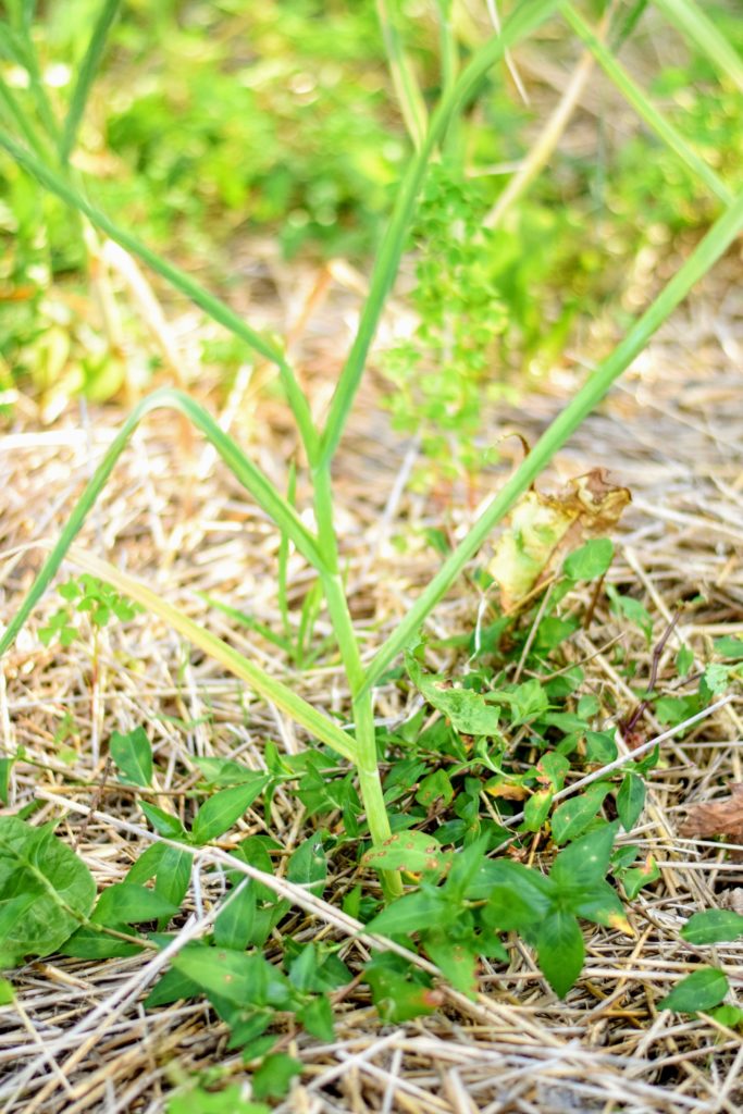 growing garlic at Spirit's Freedom Farm