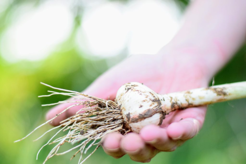 harvesting garlic grown at home at Spirit's Freedom Farm