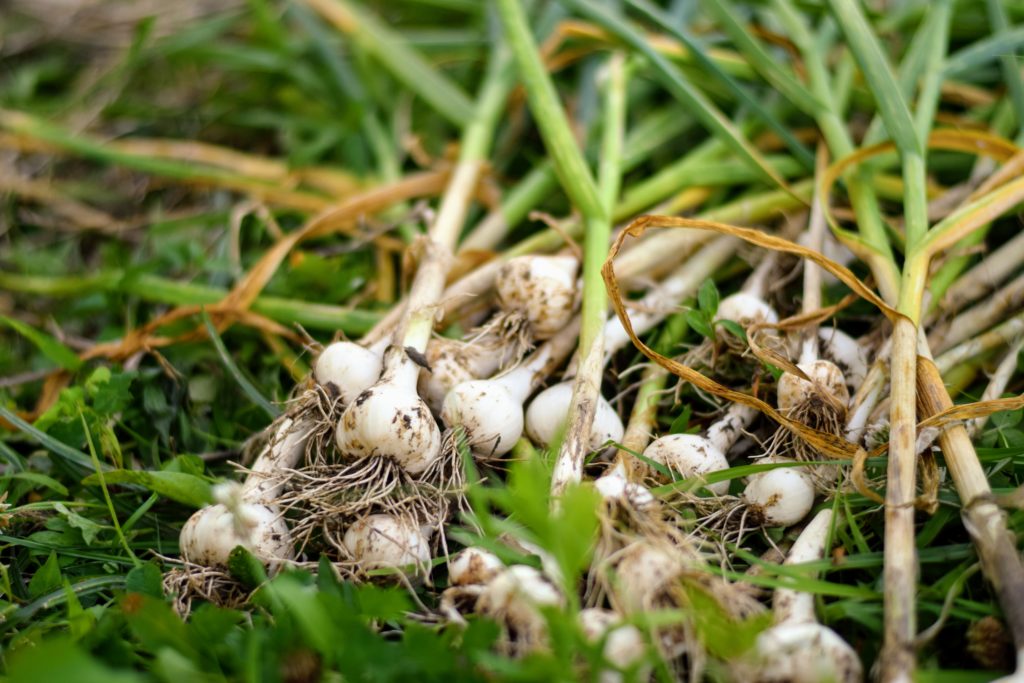 harvesting garlic grown at home at Spirit's Freedom Farm for use and replanting