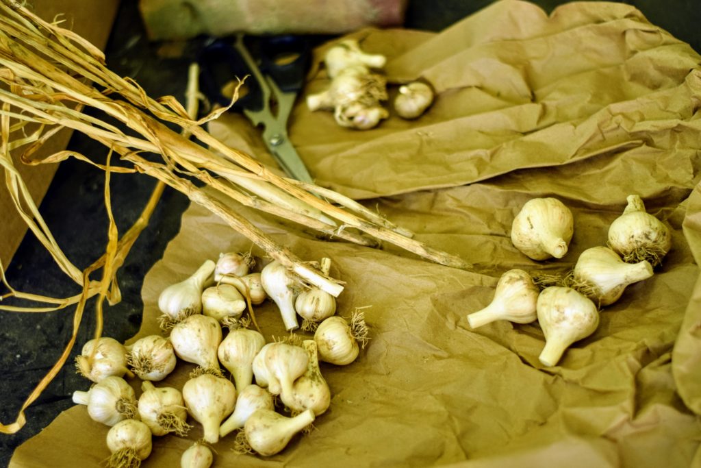 harvested garlic grown at home at Spirit's Freedom Farm for use and replanting