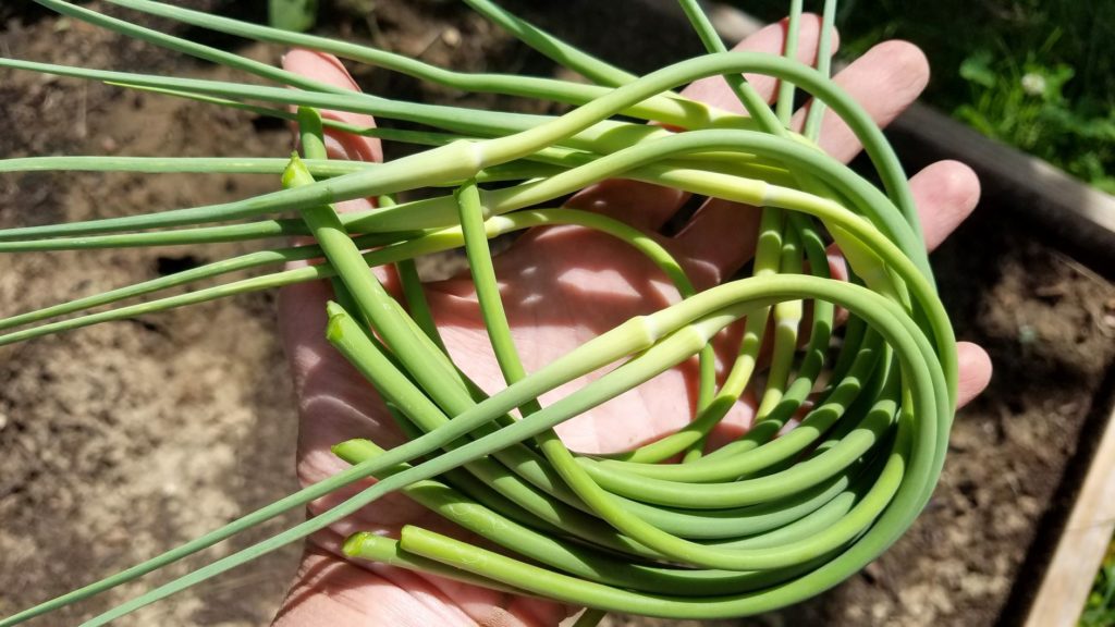 harvesting garlic scapes grown at home at Spirit's Freedom Farm for use in kitchen