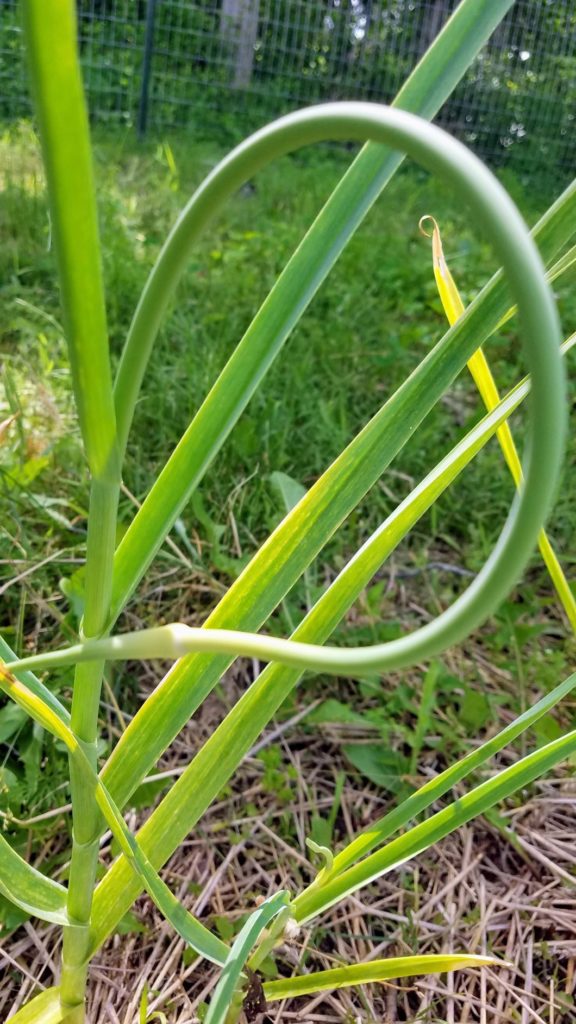 harvesting garlic scapes grown at home at Spirit's Freedom Farm