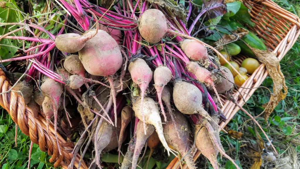 garden tour beets