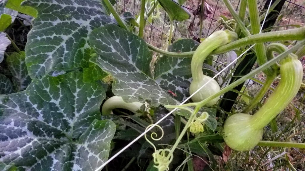 crookneck squash cucurbit