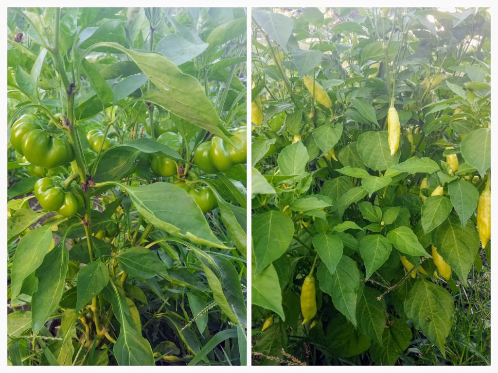 garden tour homegrown peppers