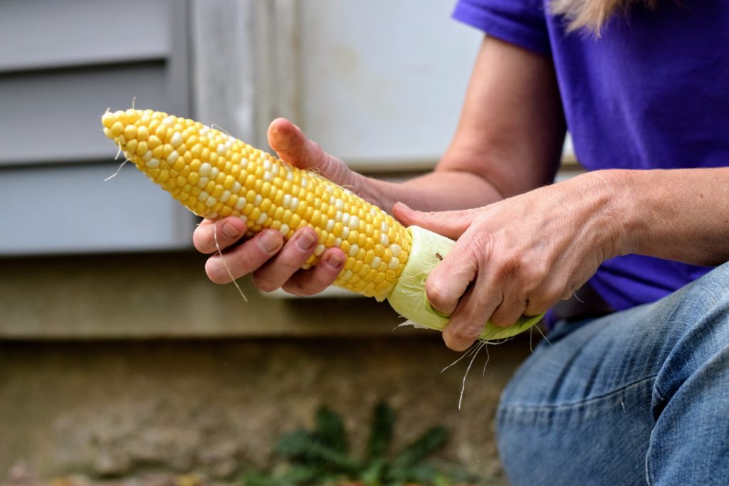 shucking and freezing corn