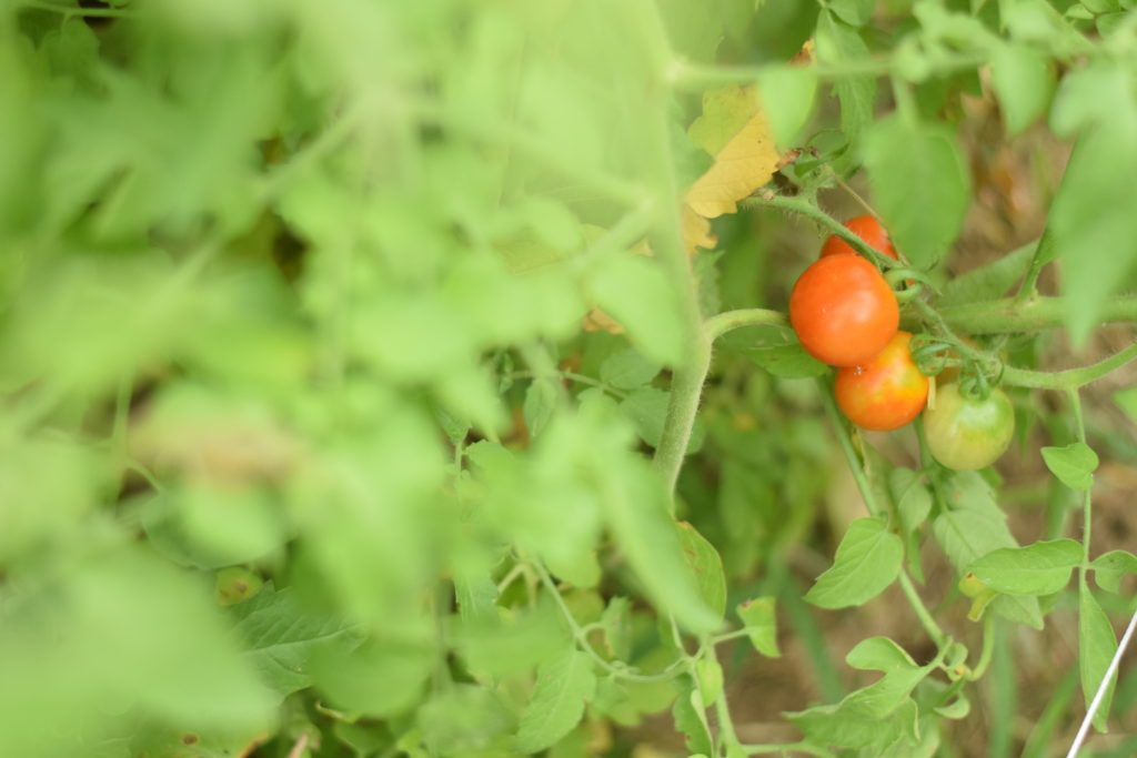 tomatoes