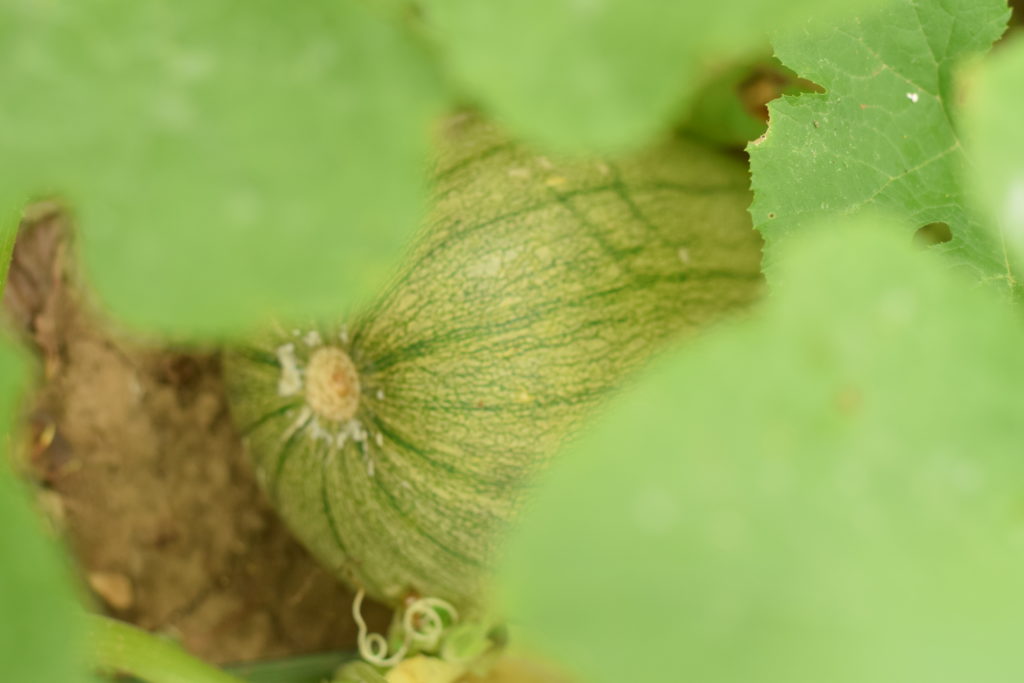 garden tour pie pumpkin