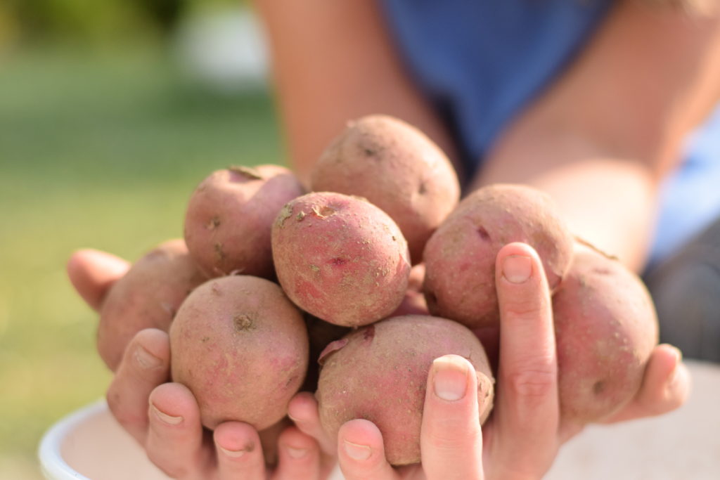 garden tour potatoes