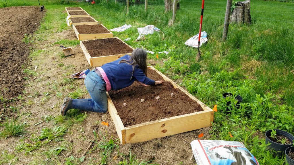 planting potatoes