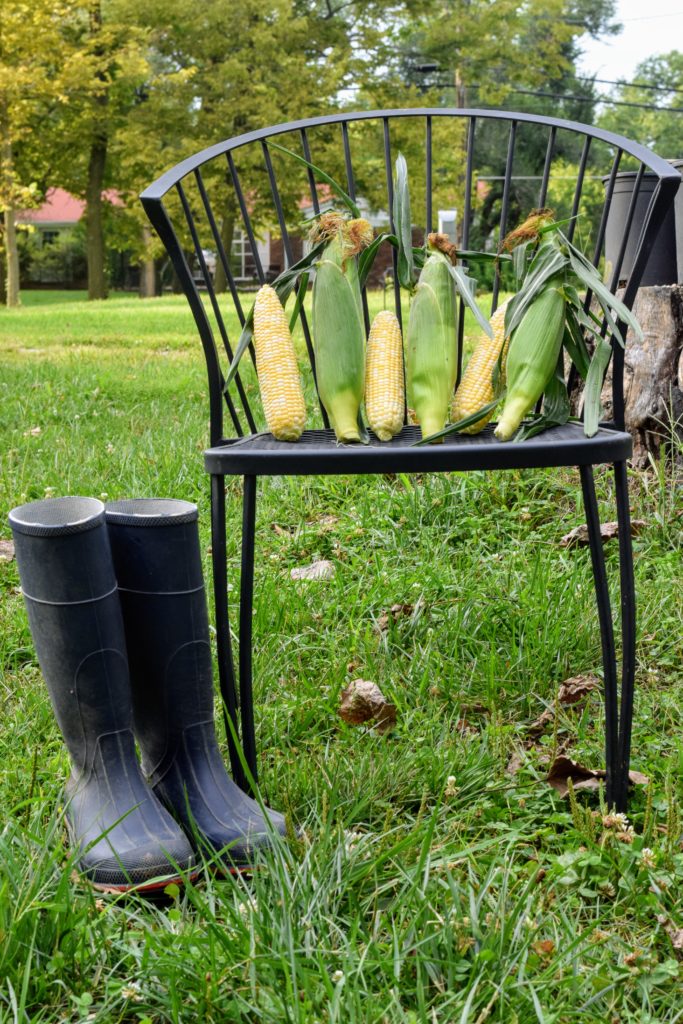 Freshly Picked Corn