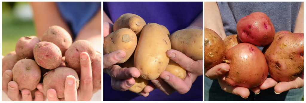 Potato Harvest Yield