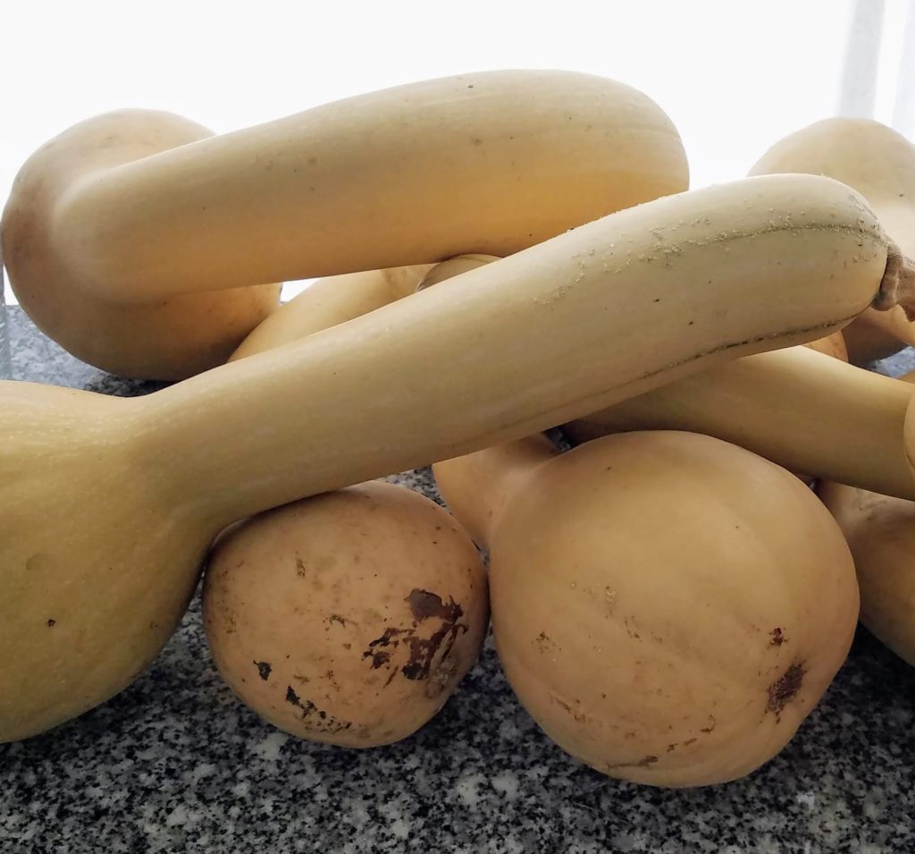 Pennsylvania Dutch Crookneck Winter Squash