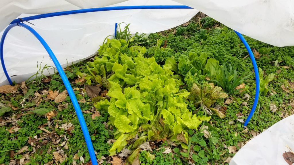 Bonus in with the winter harvest of lettuce, chickweed!