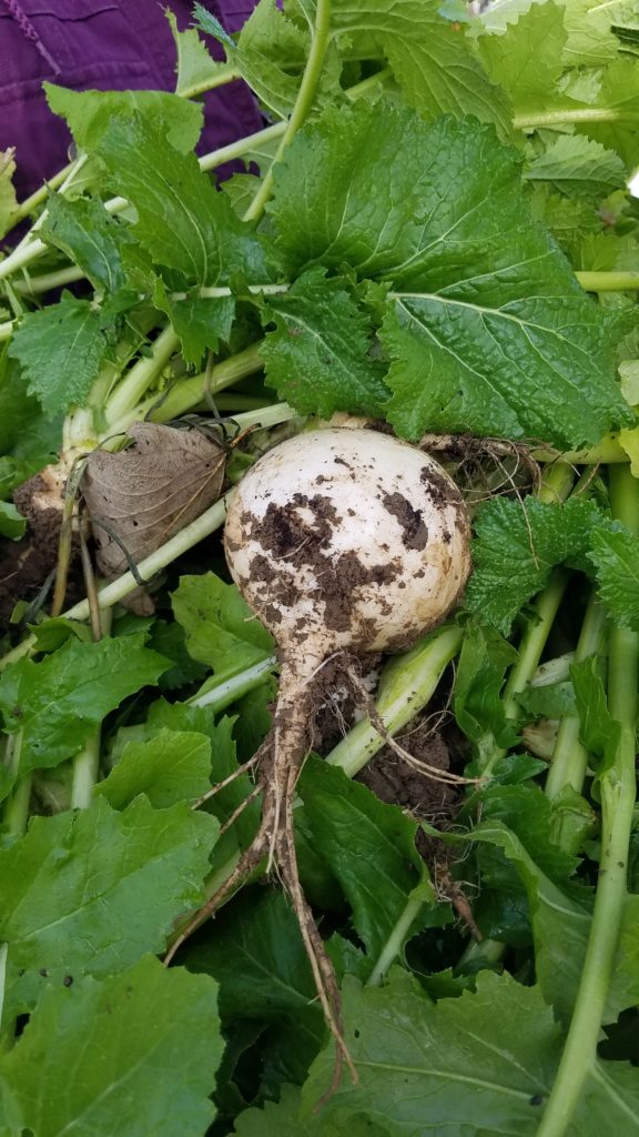 Winter Harvest Turnip