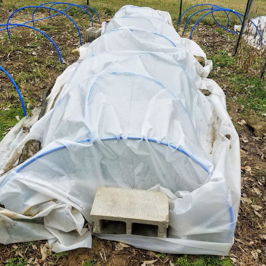 Low tunnels make the winter harvest possible