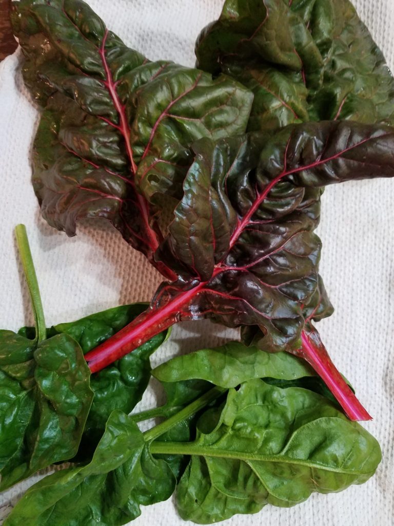 Spinach and Swiss chard fresh from a snowy garden