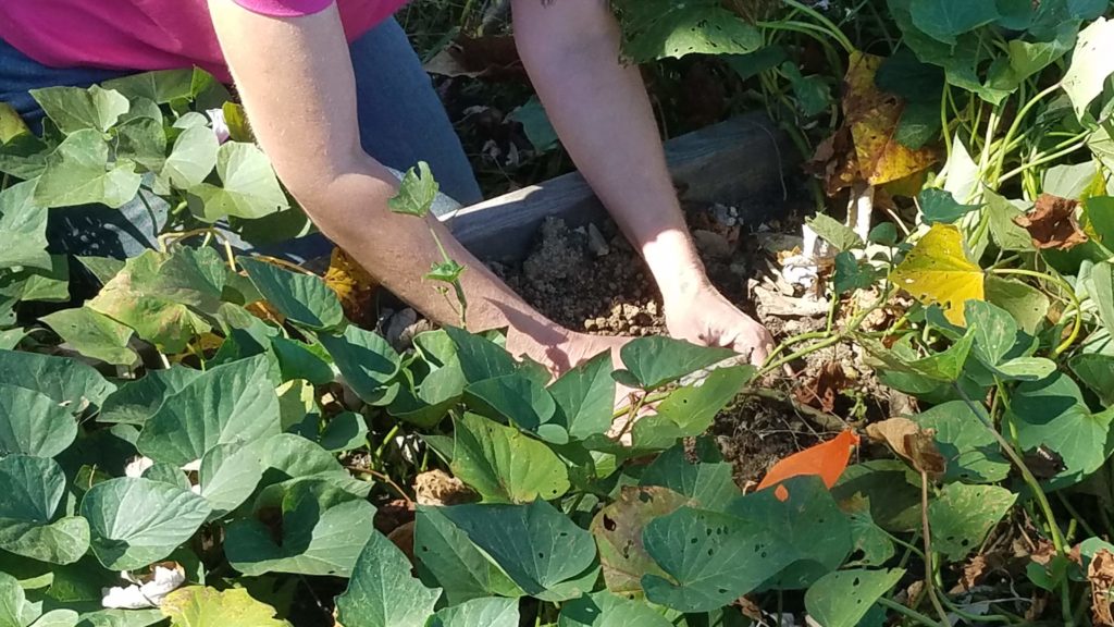 Sweet Potato Plant