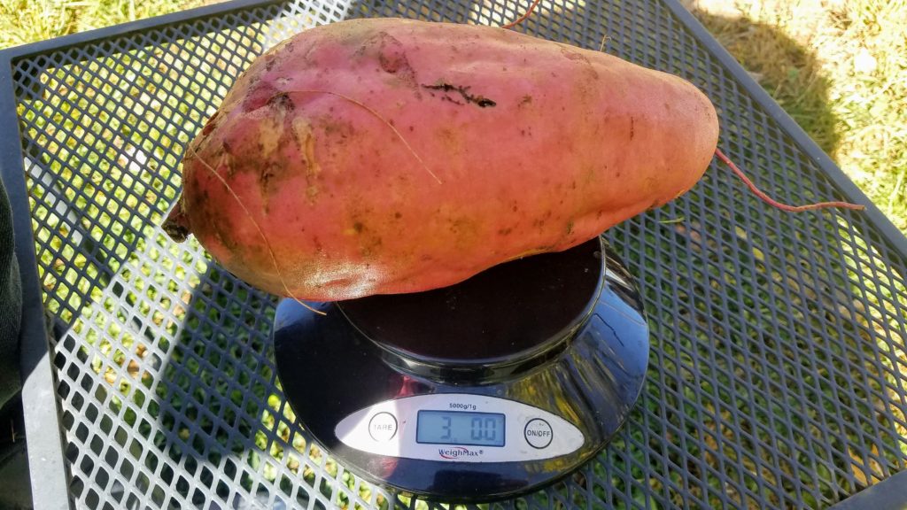 Large Sweet Potato