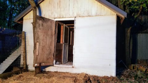 Limewash the Chicken Coop - Spirit s Freedom Farm and a tour