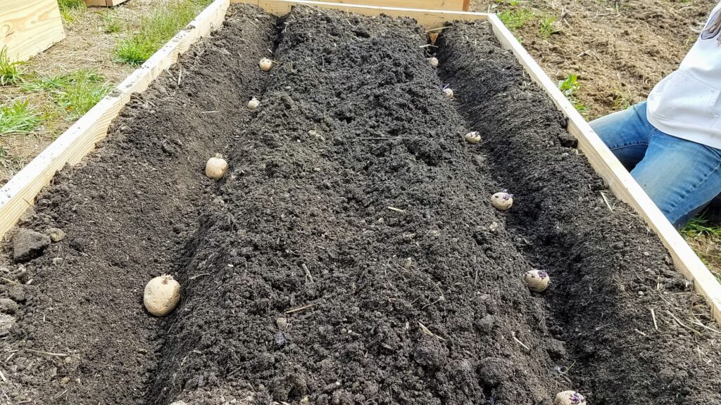 spring planting potatoes