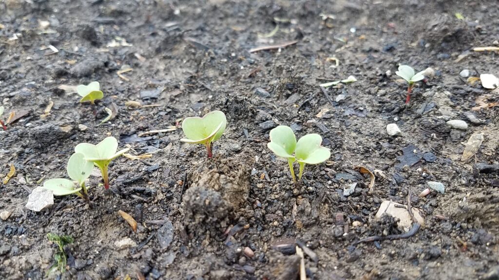 seed germination