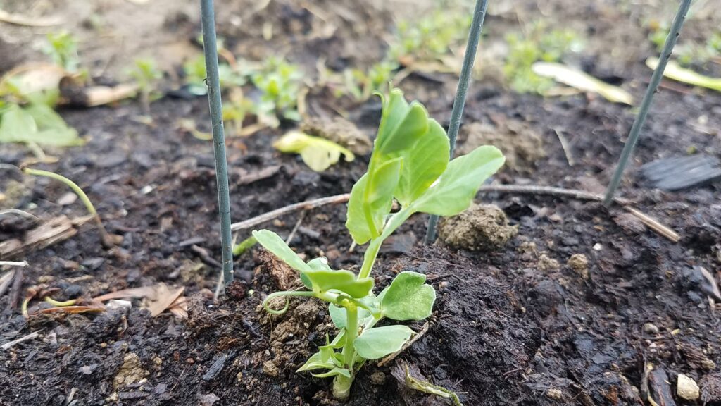 spring planting peas