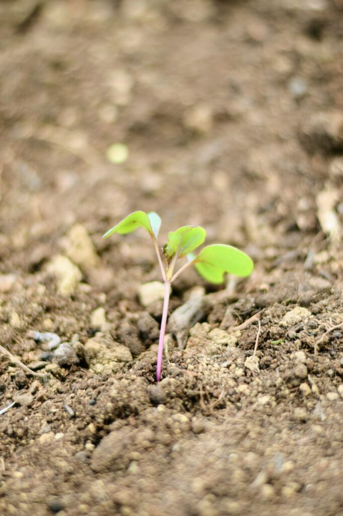 cabbage start