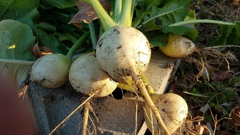 Fall Garden Turnips